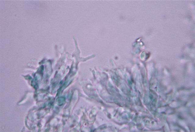 Слика од Psilocybe subtropicalis Guzmán 1995