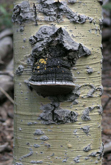 Image of Phellinus