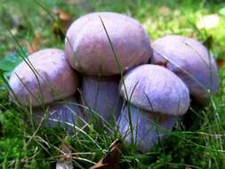 Imagem de Tylopilus plumbeoviolaceus (Snell & E. A. Dick) Snell & E. A. Dick 1941