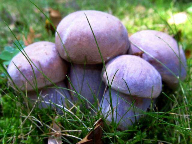 Image of Tylopilus plumbeoviolaceus (Snell & E. A. Dick) Snell & E. A. Dick 1941