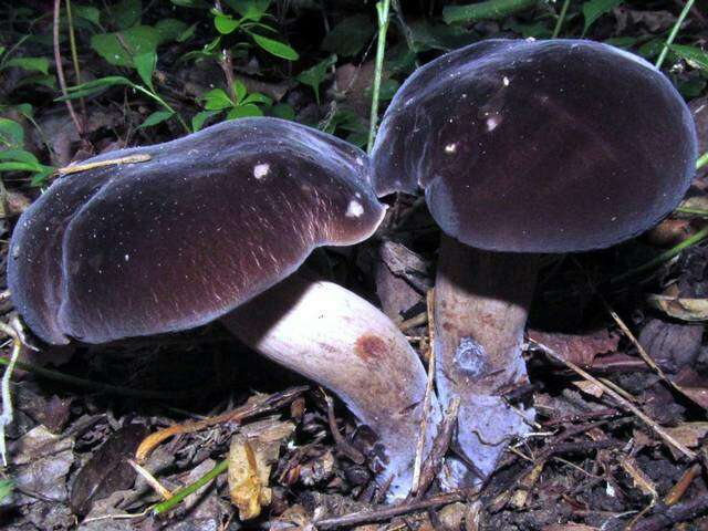 Imagem de Tylopilus