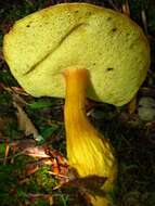 Image of Aureoboletus