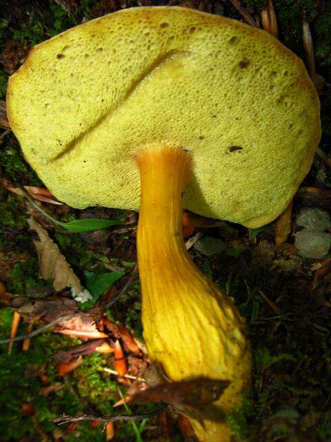 Image of Aureoboletus