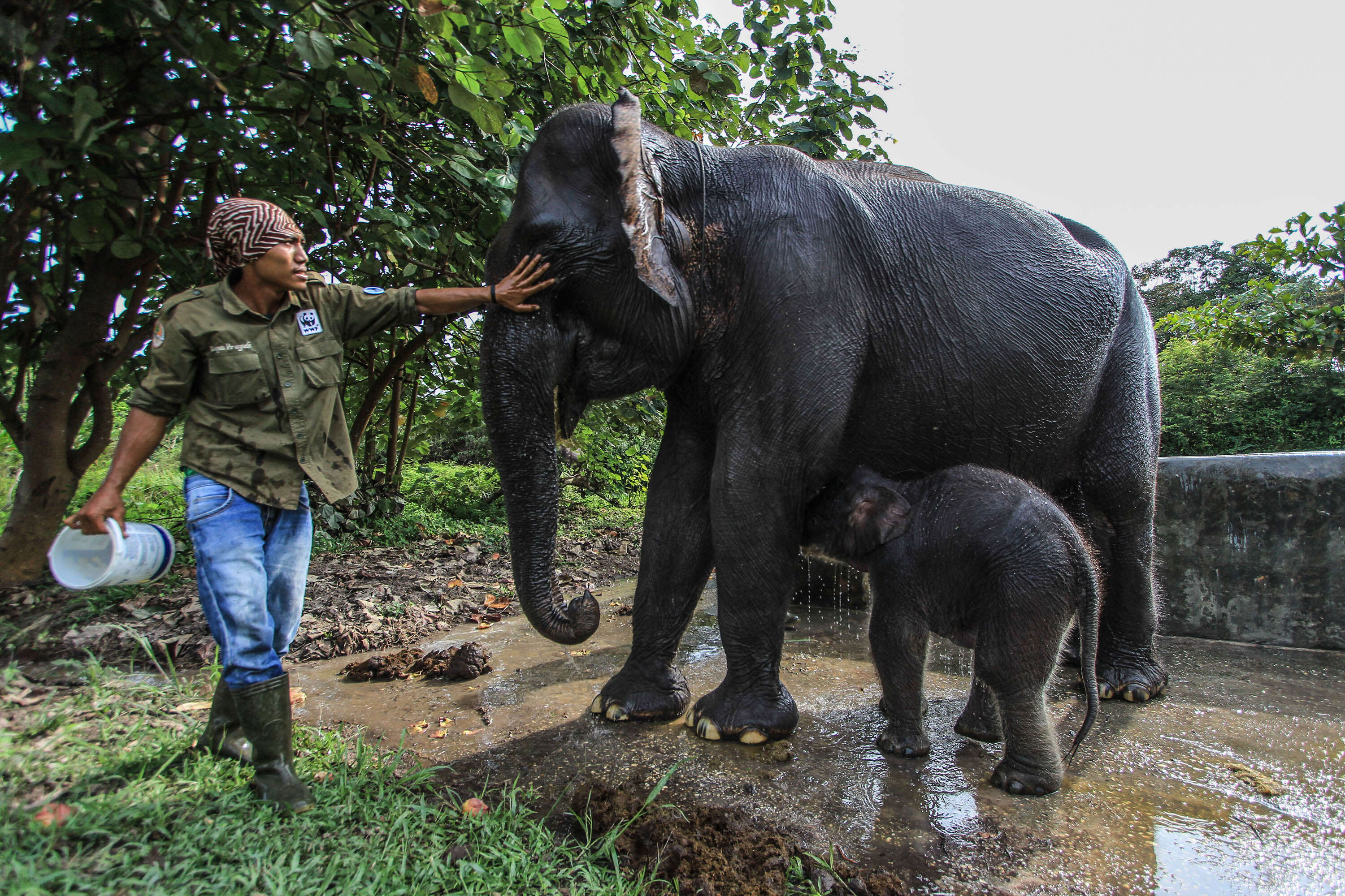 Image of Sumatran Elephant