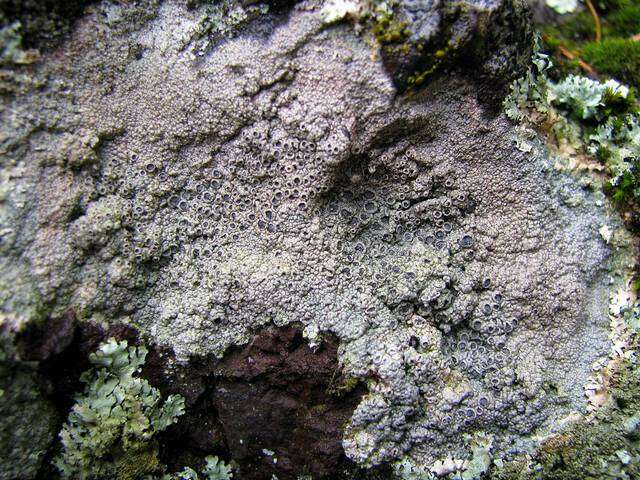 Image of crater lichen