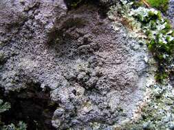 Image of crater lichen
