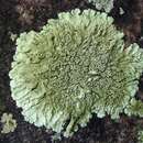 Image of Baltimore flavoparmelia lichen