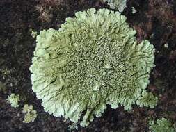 Image of flavoparmelia lichen