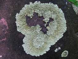 Image of flavoparmelia lichen