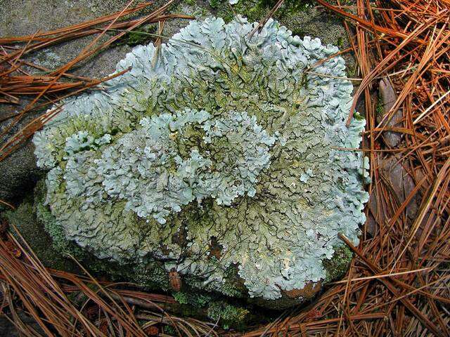 Image of flavoparmelia lichen