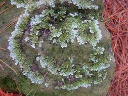 Image of flavoparmelia lichen