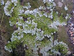 Image of flavoparmelia lichen