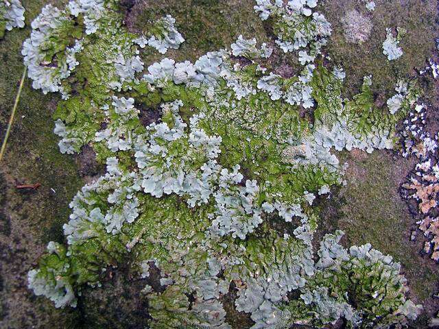 Image of flavoparmelia lichen