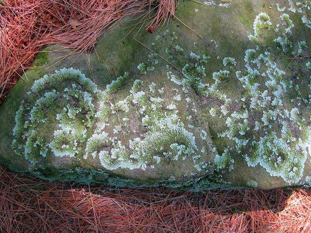 Image of flavoparmelia lichen