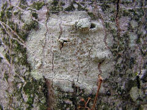 Image of Lecanora Ach.