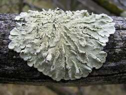 Image of flavoparmelia lichen