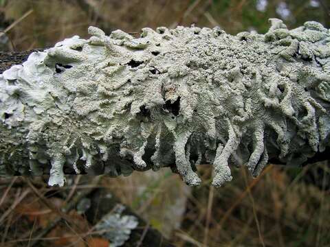 Image of flavoparmelia lichen