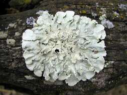 Image of flavoparmelia lichen