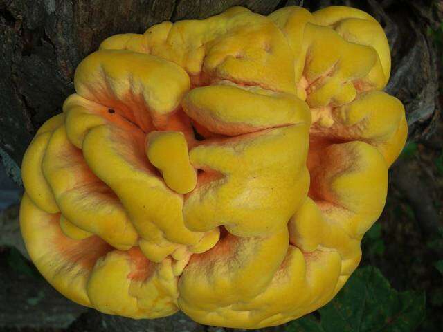 Image de Laetiporus