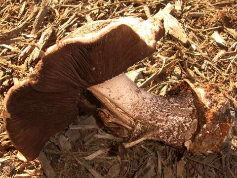 Sivun Agaricus pequinii (Boud.) Konrad & Maubl. 1927 kuva