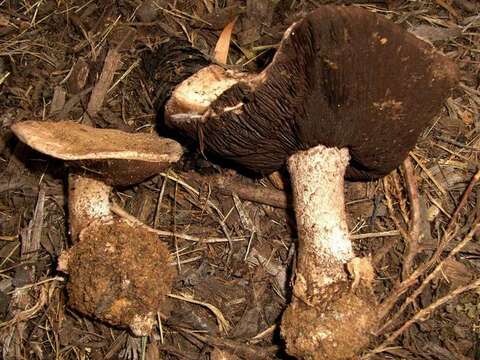 Sivun Agaricus pequinii (Boud.) Konrad & Maubl. 1927 kuva