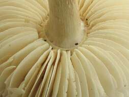 Lepiota resmi