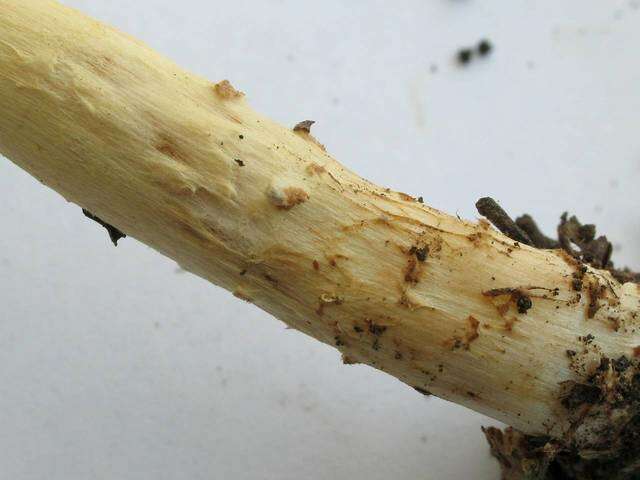 Lepiota resmi