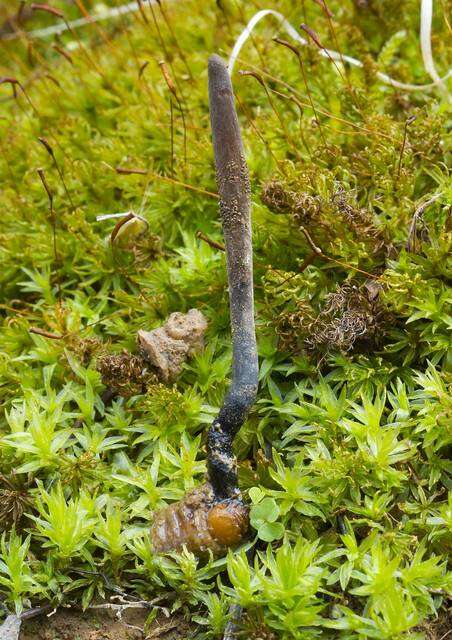 Image of Ophiocordyceps ravenelii (Berk. & M. A. Curtis) G. H. Sung, J. M. Sung, Hywel-Jones & Spatafora 2007