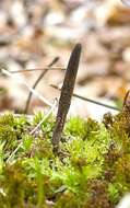 Image of Ophiocordyceps ravenelii (Berk. & M. A. Curtis) G. H. Sung, J. M. Sung, Hywel-Jones & Spatafora 2007