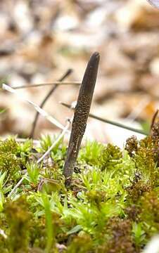 Image of Ophiocordyceps ravenelii (Berk. & M. A. Curtis) G. H. Sung, J. M. Sung, Hywel-Jones & Spatafora 2007