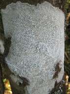 Image of Pertusariaceae