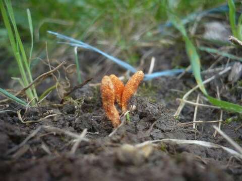 Plancia ëd Cordyceps