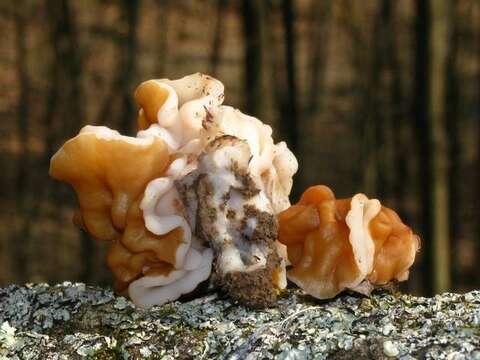 Image of Gyromitra korfii (Raitv.) Harmaja 1973