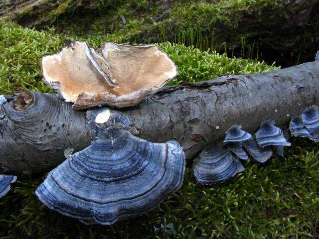 Image of Trametes