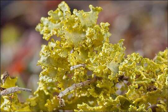 Image of Sunshine lichens