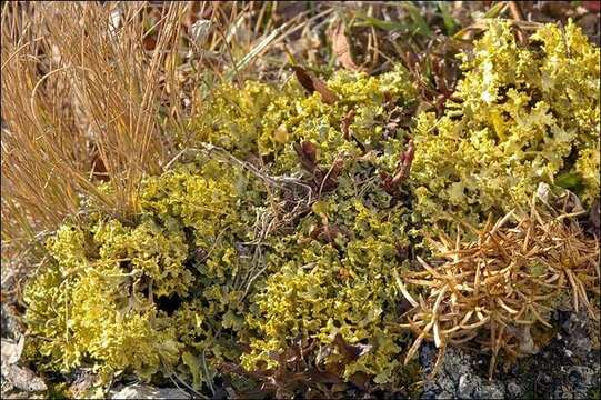 Image of Sunshine lichens