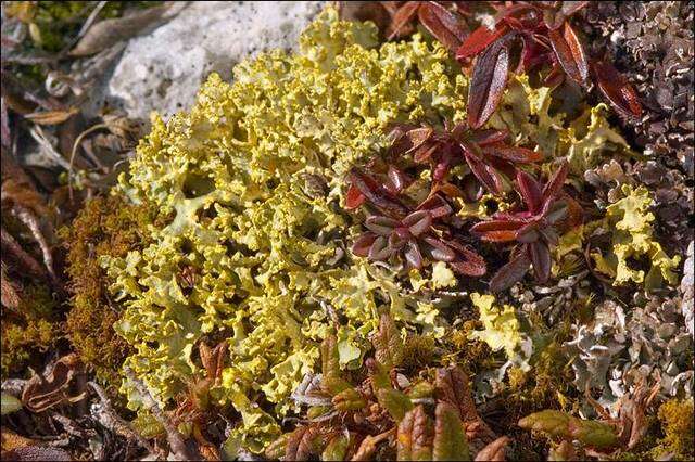 Image of Sunshine lichens