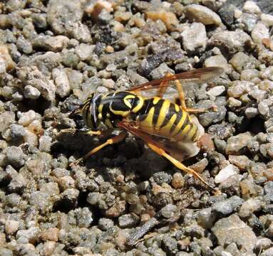 Image of Spilomyia interrupta Williston 1882