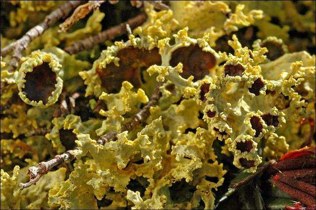 Image of Sunshine lichens