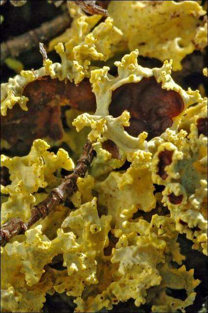 Image of Sunshine lichens