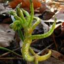 Image of Puccinia mariae-wilsoniae Clinton 1873