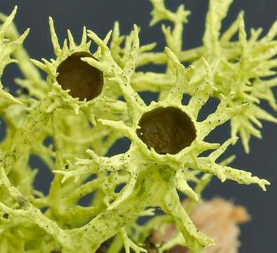 Image of wolf lichen