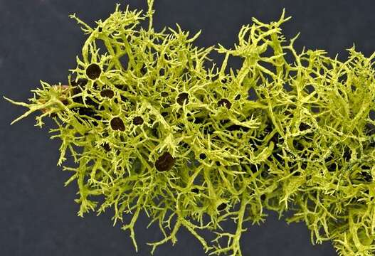 Image of wolf lichen