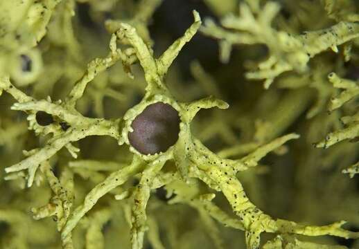 Image of wolf lichen