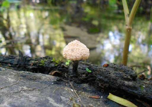 Imagem de Xylaria cubensis (Mont.) Fr. 1851