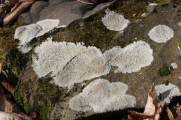 Image of porpidia lichen