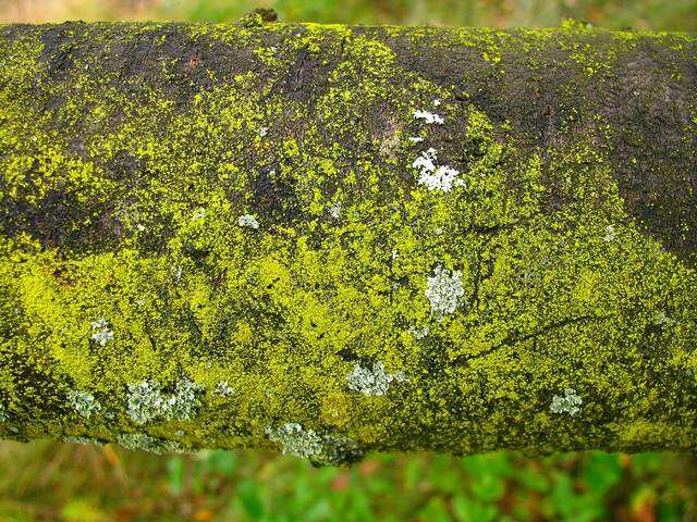 Image of eggyolk lichen