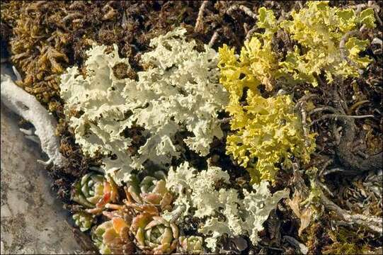 Image of Snow Lichens