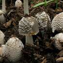 Coprinellus flocculosus (DC.) Vilgalys, Hopple & Jacq. Johnson 2001的圖片