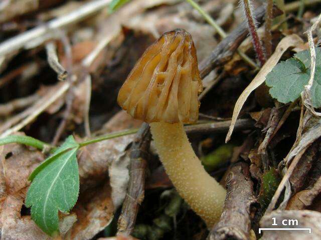 Image of Morchella punctipes Peck 1903